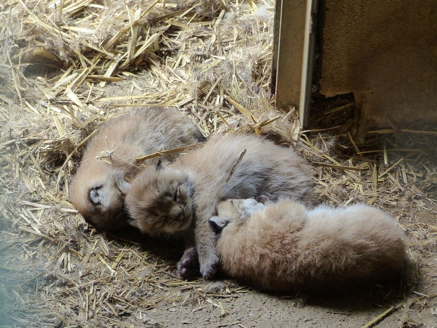 Photo des trois petits lynx de Casteil