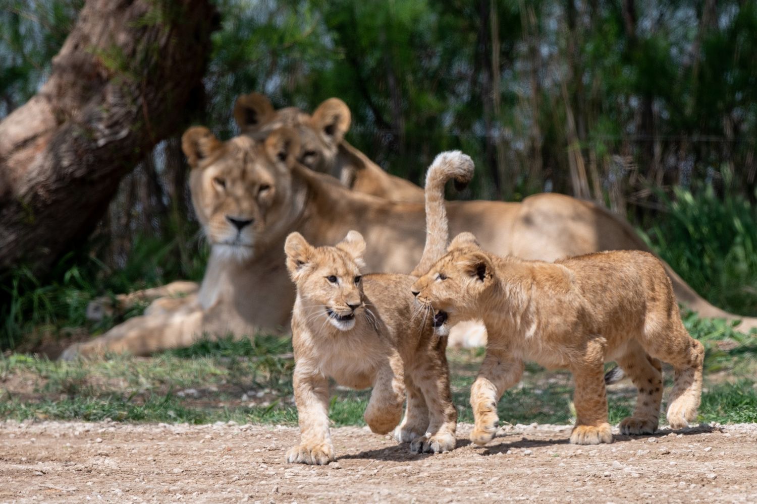 Lionceau de Sigean
