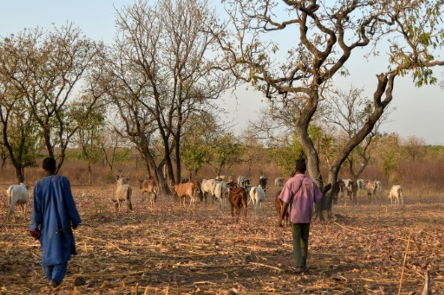 AFRICA RADIO