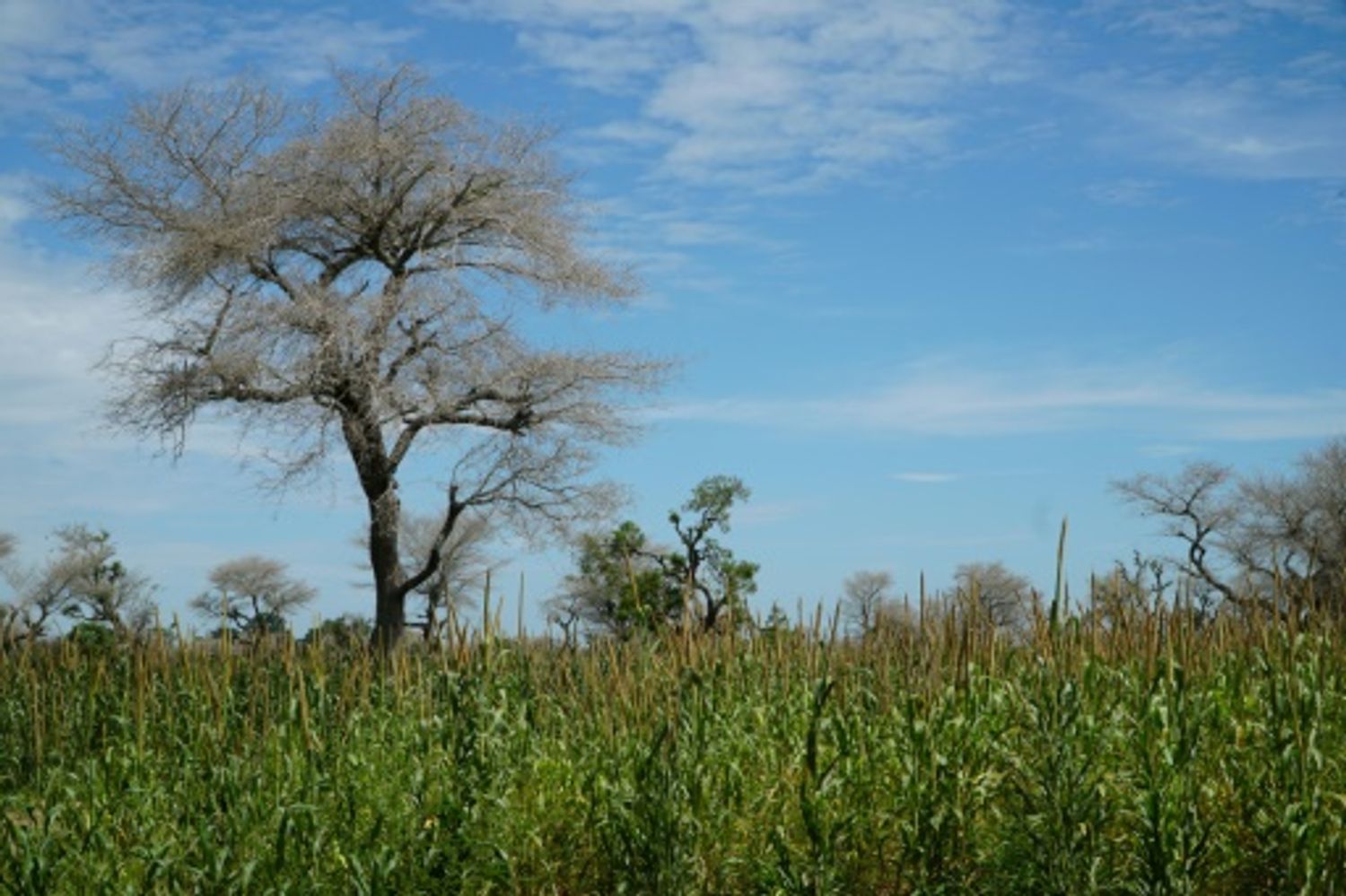 AFRICA RADIO