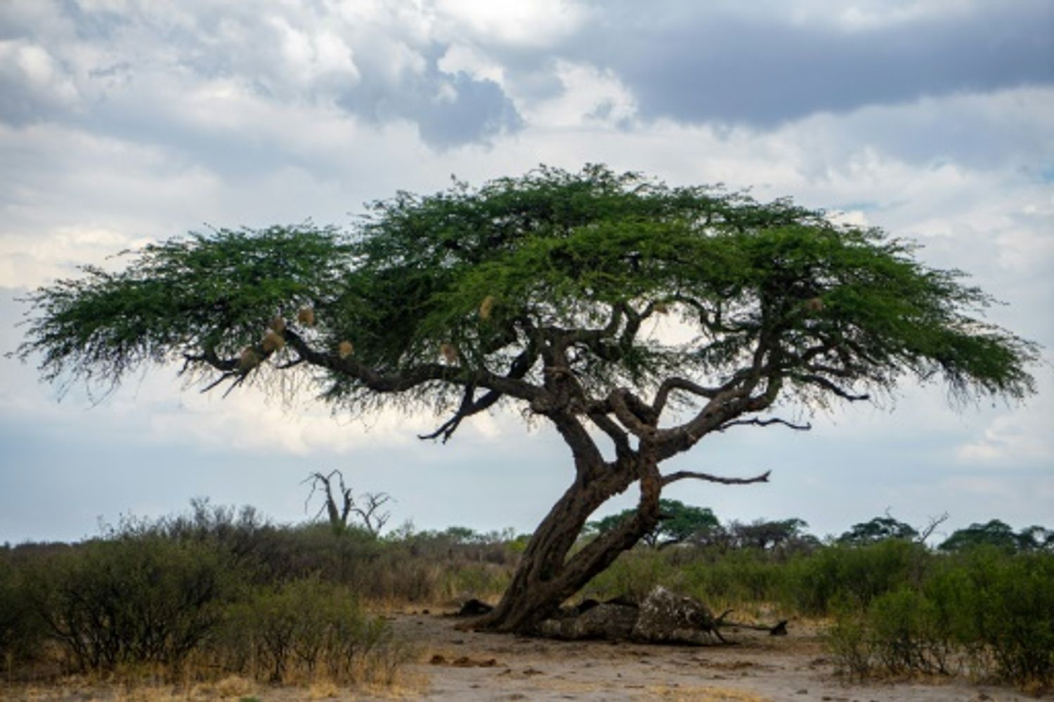 AFRICA RADIO