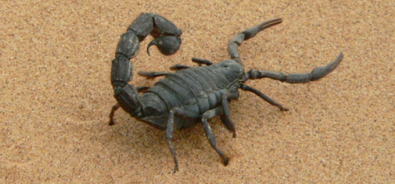 ALOUETTE