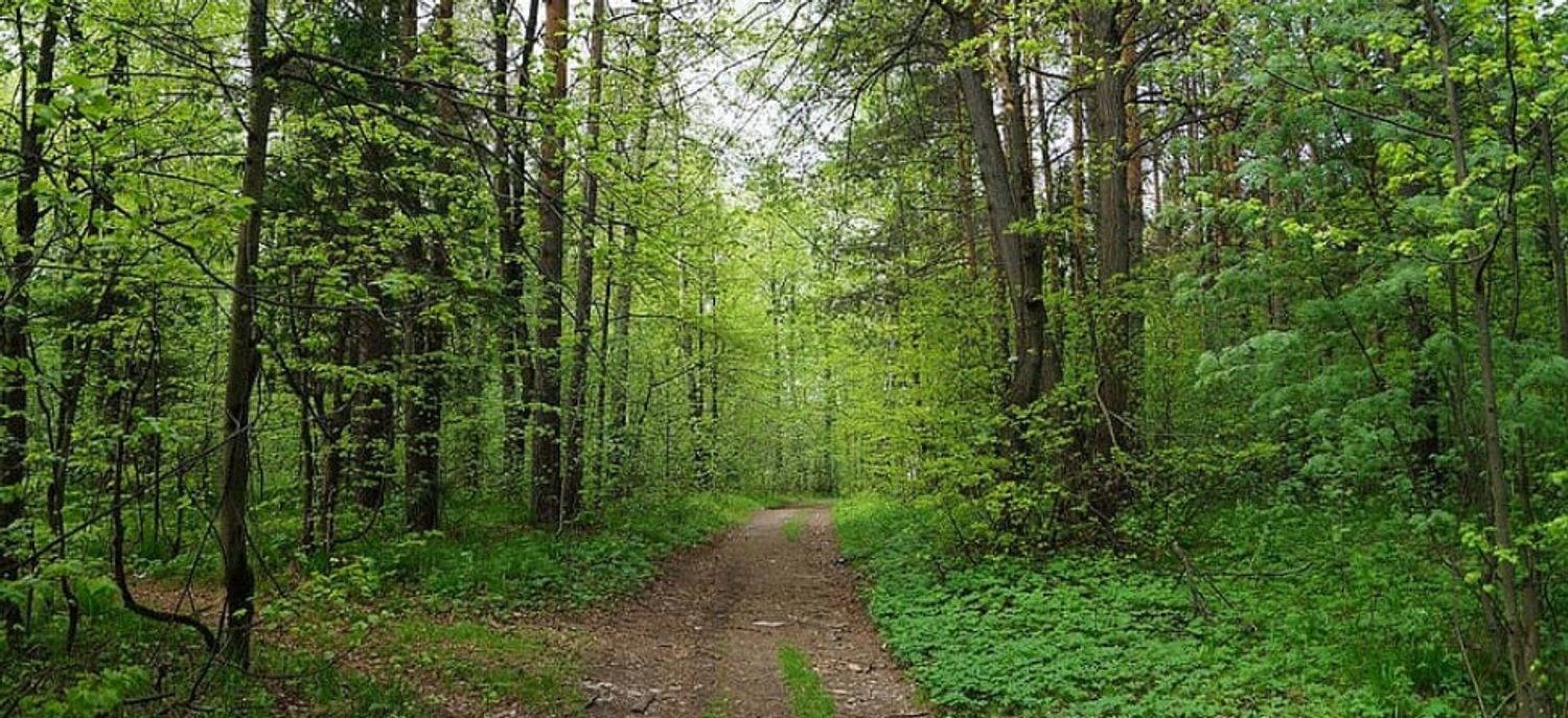 chemin forestier (illustration)