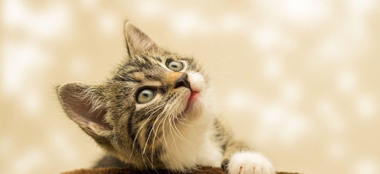 Cette Application Va Vous Permettre D Enfin Comprendre Ce Que Votre Chat Veut Vous Dire