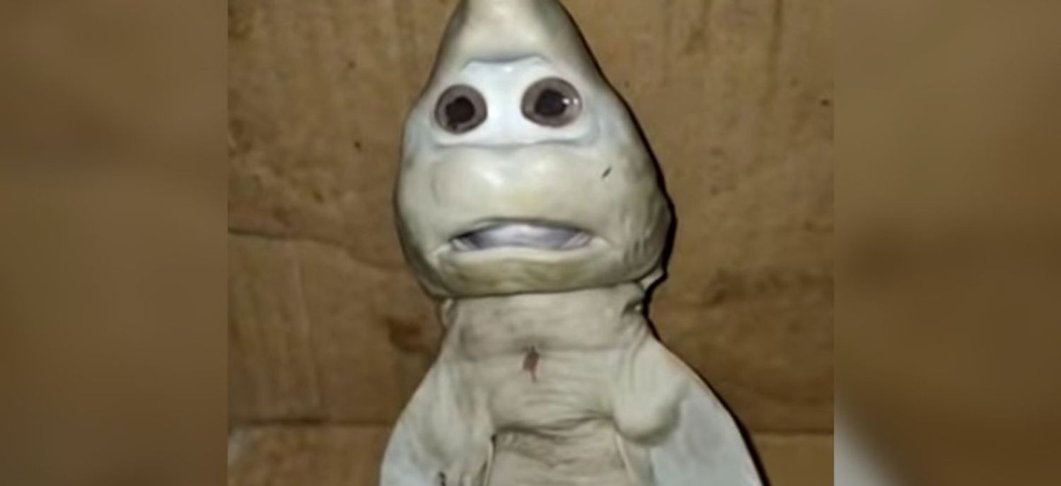 Un Bebe Requin Nait Avec Une Tete Humaine En Indonesie Video