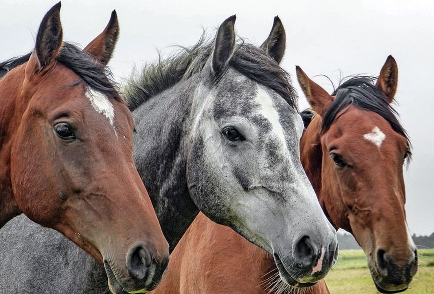 RADIO CAMARGUE