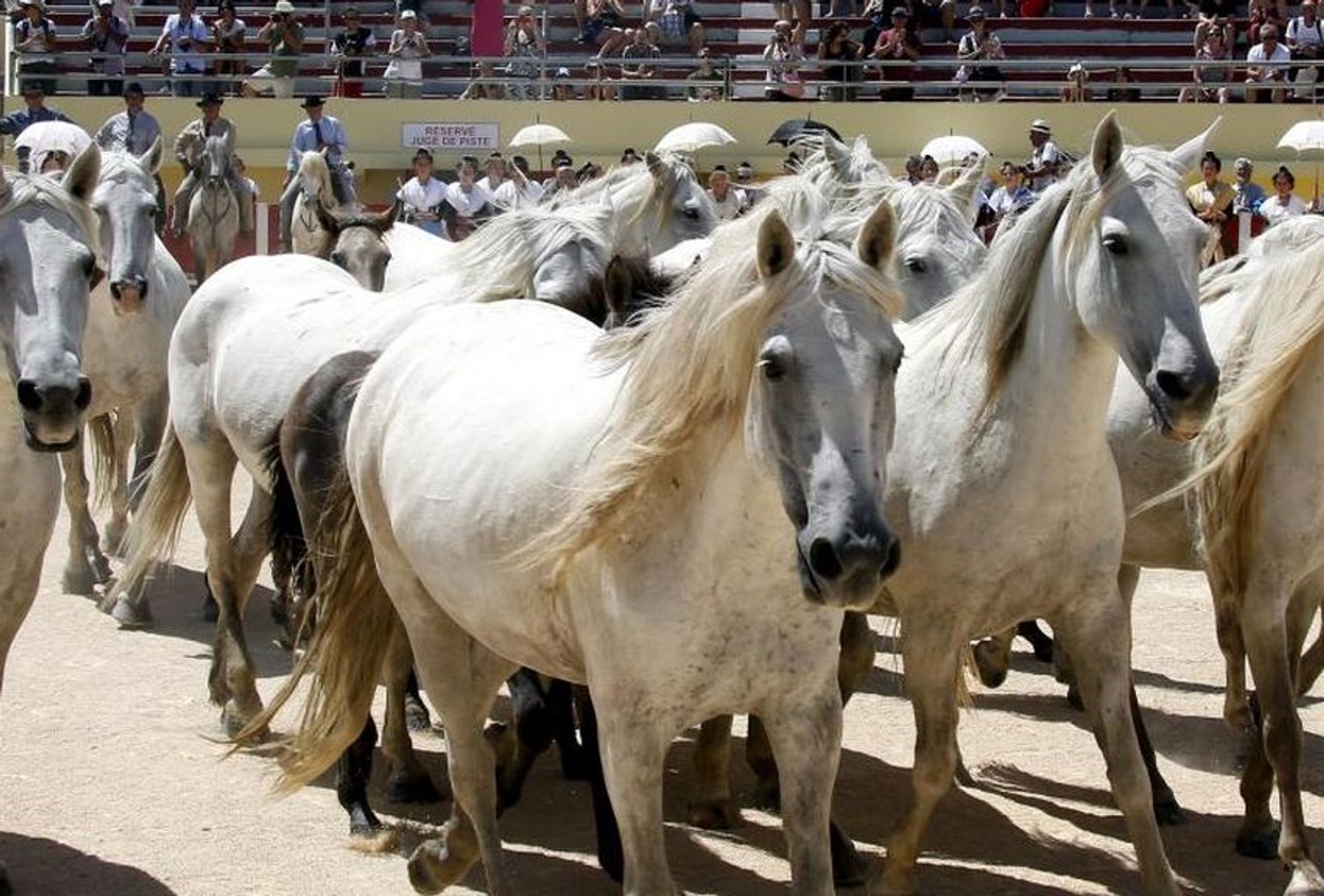 RADIO CAMARGUE
