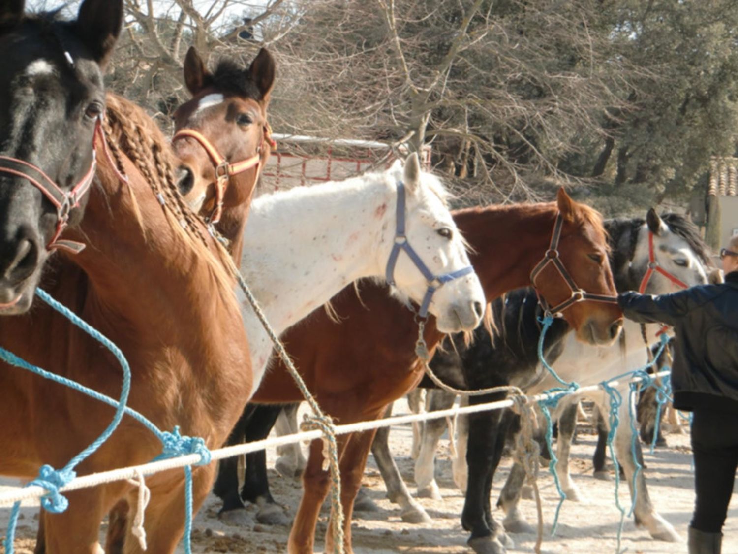 RADIO CAMARGUE