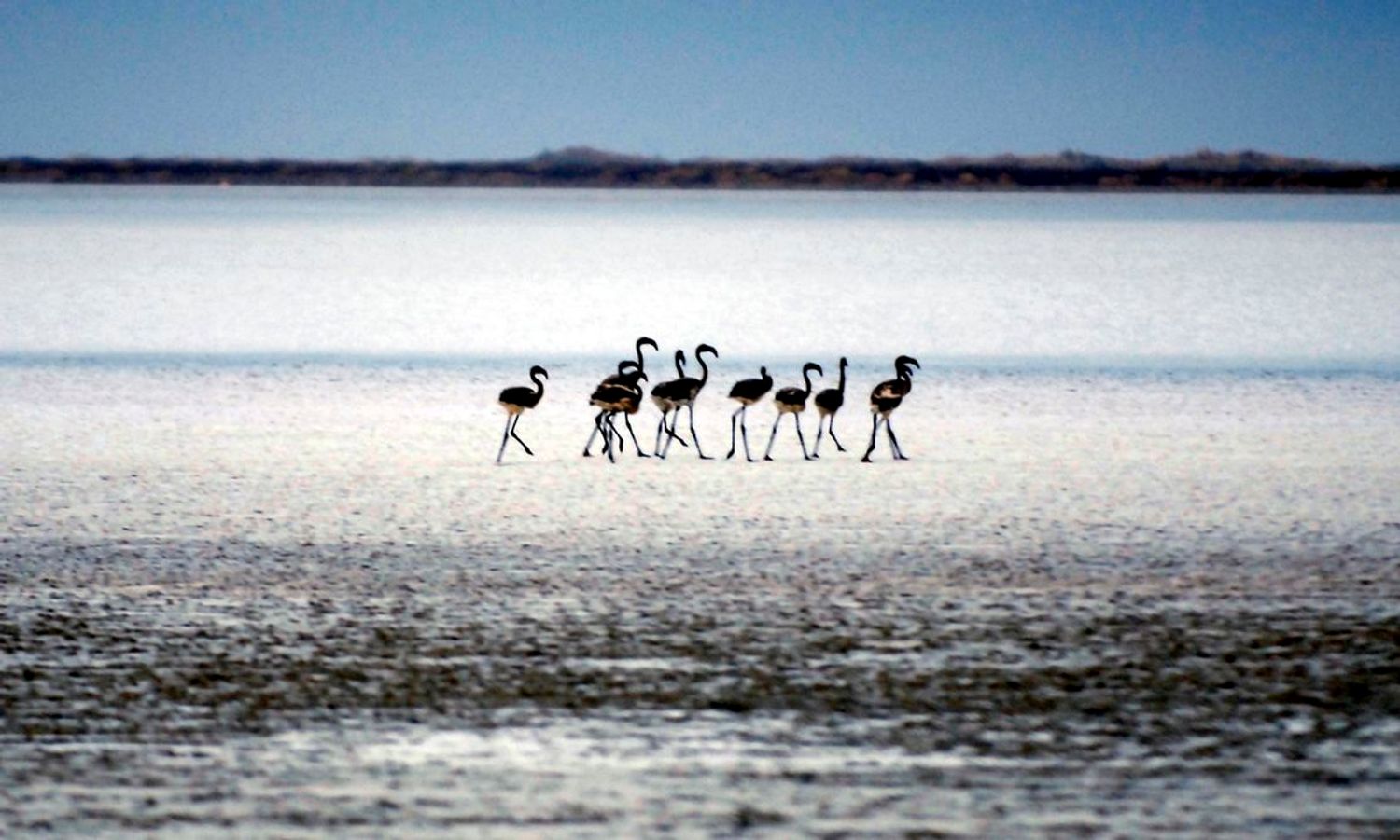 RADIO CAMARGUE