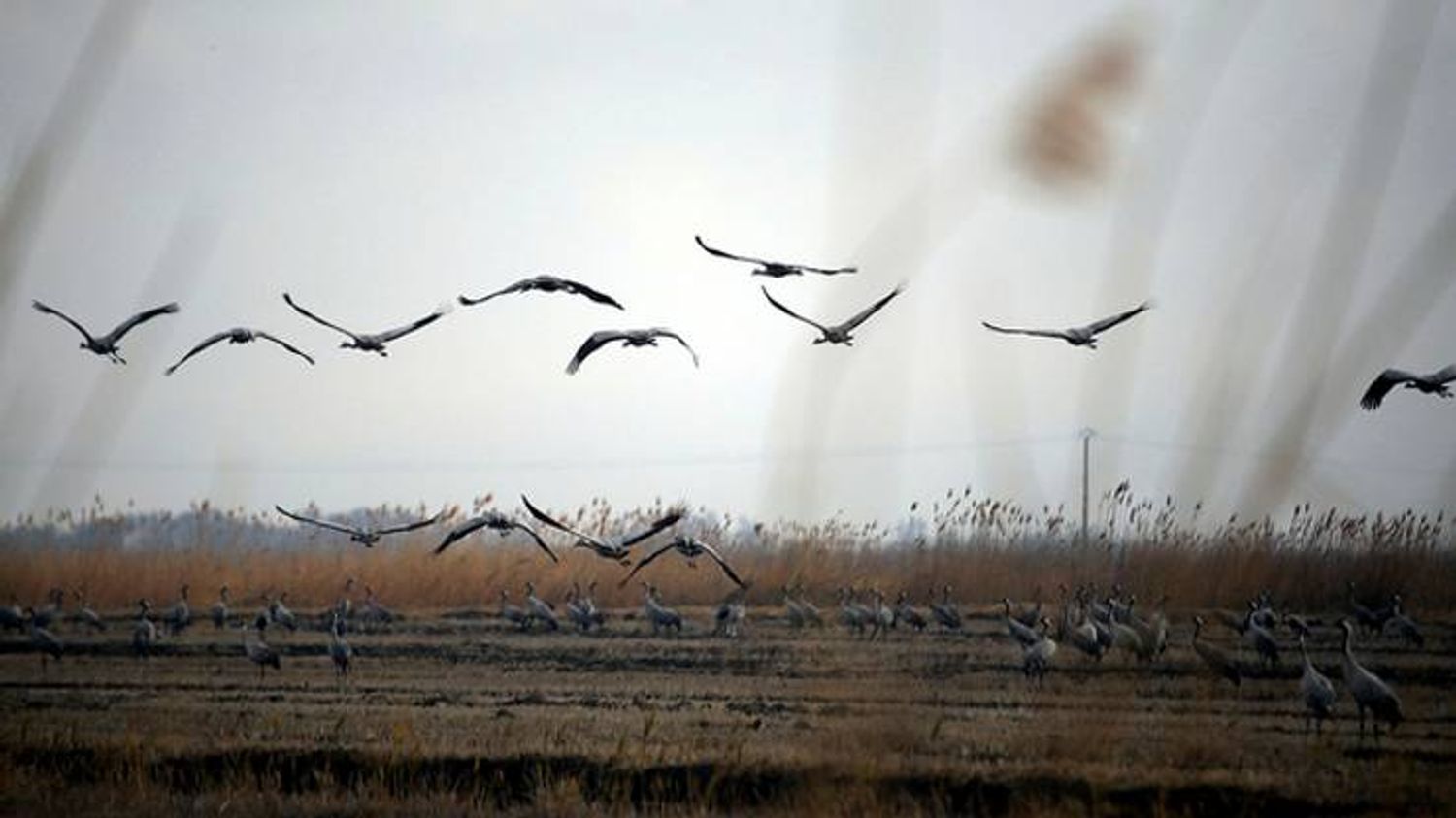 RADIO CAMARGUE