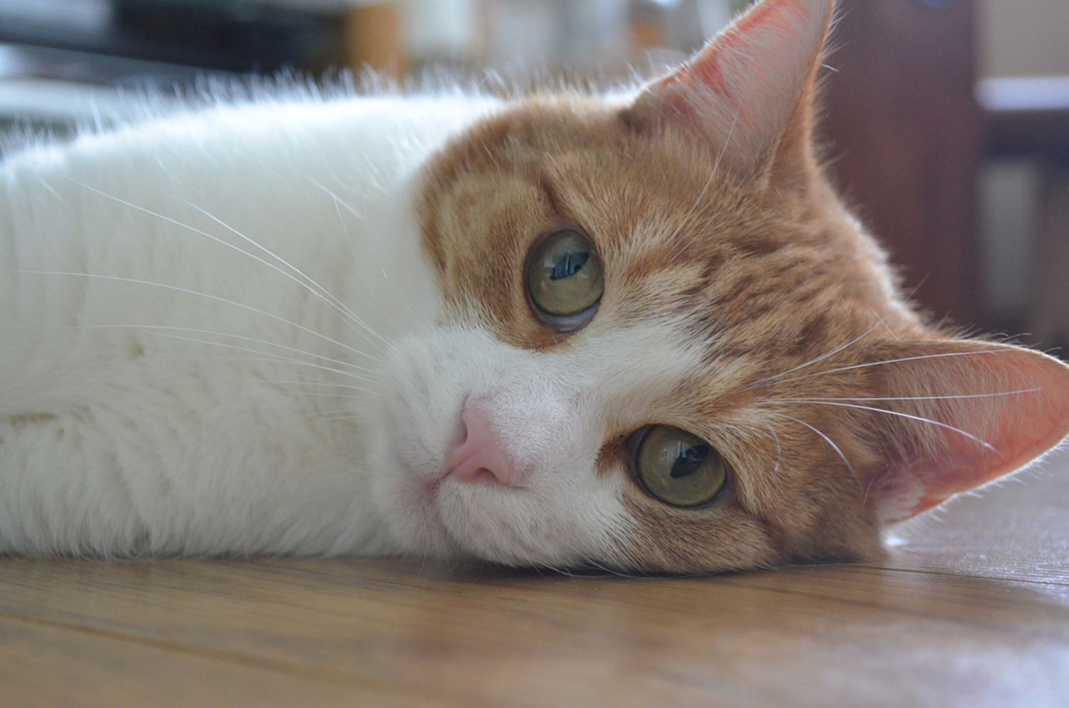 Bourges Bientot Un Bar A Chats En Centre Ville