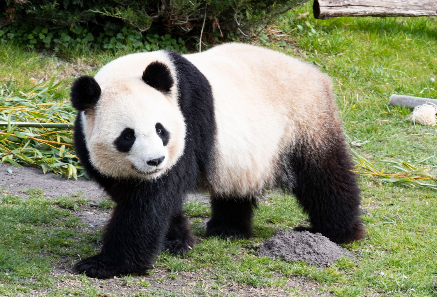 Un Nouveau Bebe Panda A Beauval Les Premieres Analyses Encourageantes