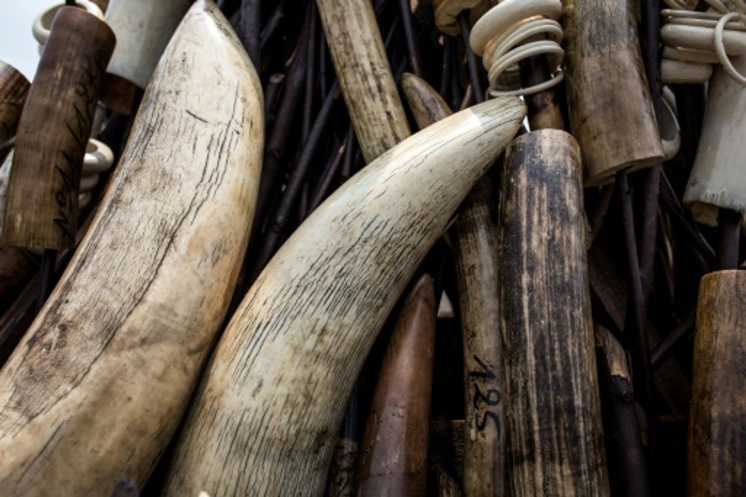 RDC: saisie d'une tonne et demie d'ivoire à Lubumbashi