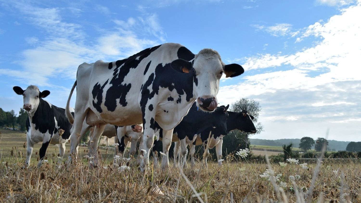 Ukraine, sécheresse : les prix des produits laitiers devraient...