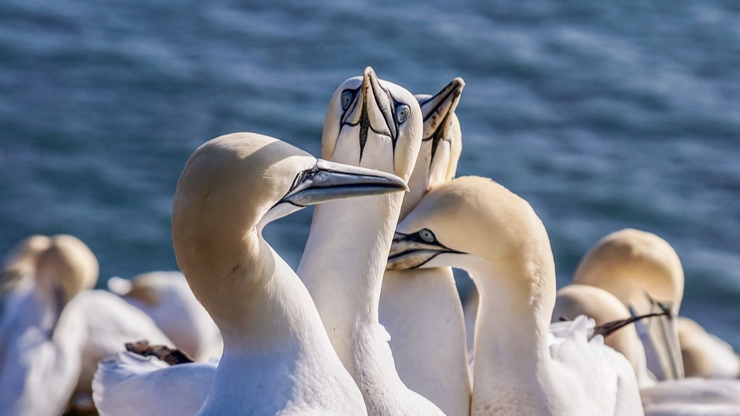 Grippe aviaire. Vive inquiétude en Bretagne pour les oiseaux marins