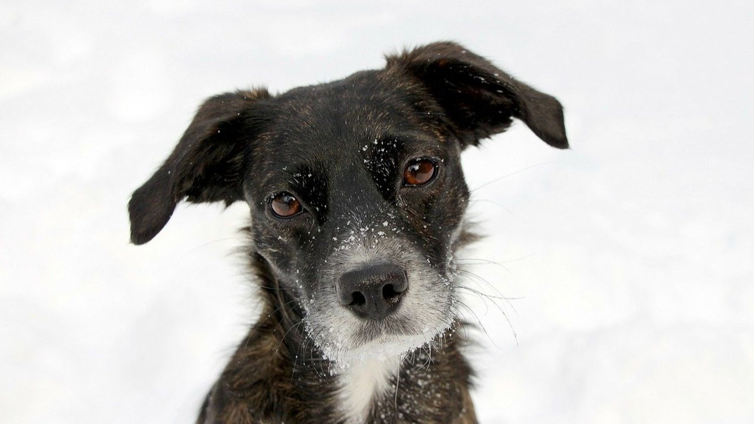 Une fillette survit 18h dans la neige grâce à un chien errant