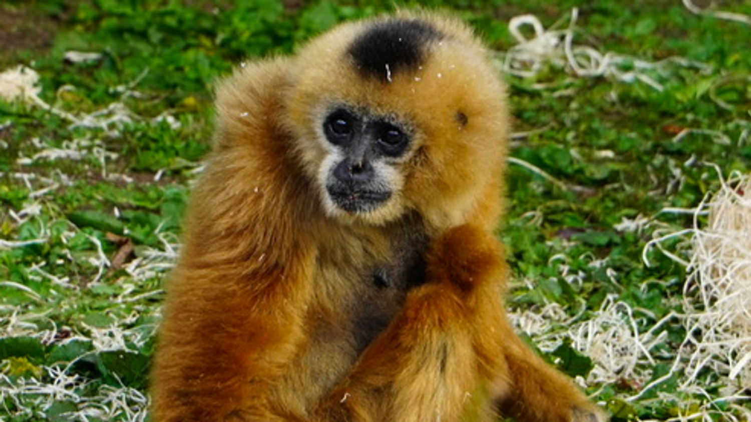 La Flèche : décès de la femelle gibbon Yala, doyenne du zoo