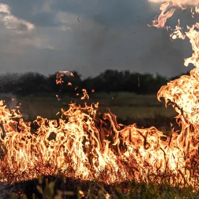 Un incendie détruit 140 hectares près de Niort