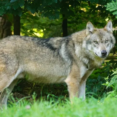 La présence de deux loups confirmée dans le Finistère 