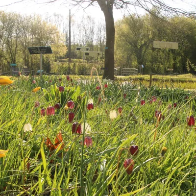 Le Conservatoire botanique national de Bailleul ouvre ses portes