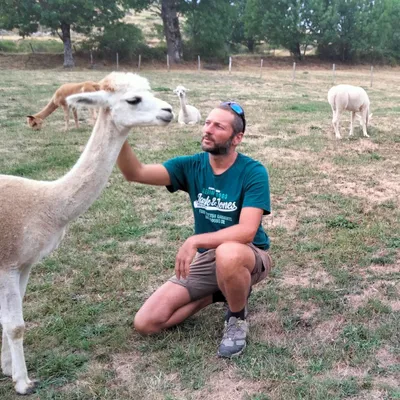 Sur le Mont Lozère prospère un troupeau d'alpagas