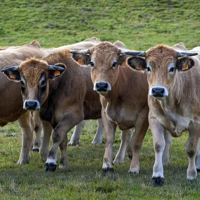 Après 30 ans d'élevage de vaches allaitantes. Quel bilan ? 