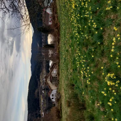 Les jonquilles de Gerardmer