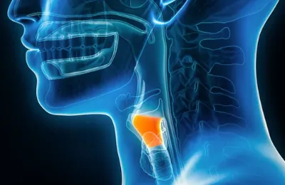 Larynx 