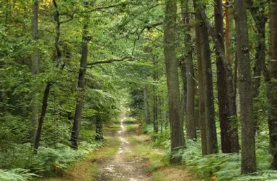 Foret