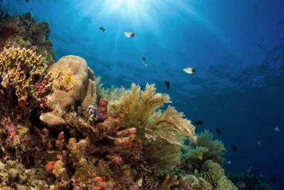 Renaissance du corail en Indonésie : un élan pour la biodiversité