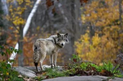 Loup