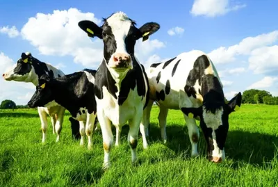 Vaches