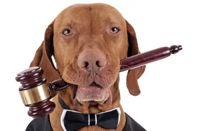 Droits des animaux