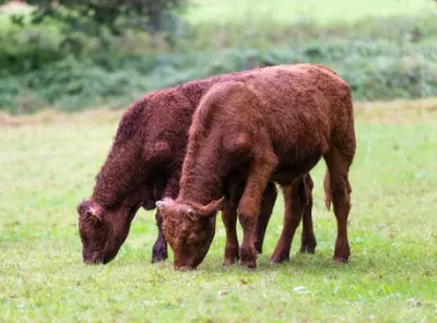 Vaches 