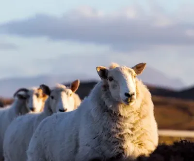 Moutons 