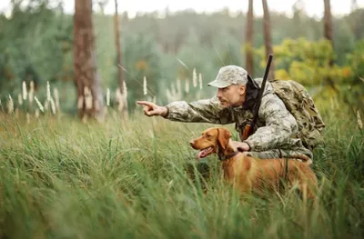 Chiens de chasse 