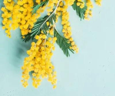 Mimosas 