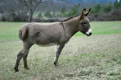 Ane