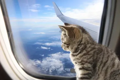 Chat