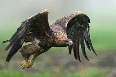 Aigles 