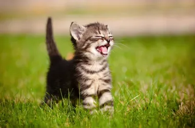 Chaton 