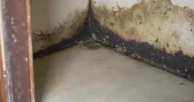 Logements insalubres