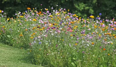 Prairies fleuries