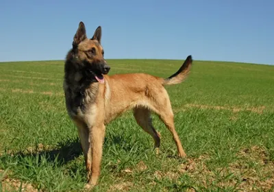 Bergers malinois