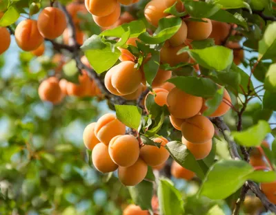 Des abricots plus chers et moins nombreux en 2024