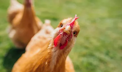 L’institut National pour l’Agriculture affirme que les poules rougissent selon leurs émotions