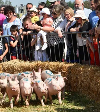 La Fête du Cochon à Ungersheim