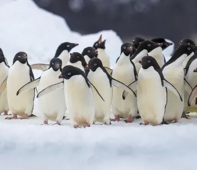 Bénéficier d'une rémunération de 10 000€ pour effectuer le décompte des manchots en Antarctique