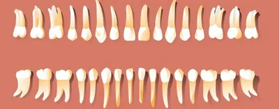 Santé : remplacer une dent arrachée par une nouvelle dent cultivée ?