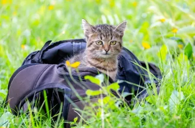 Chat sac à dos